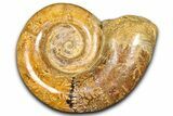 Jurassic Ammonite (Hemilytoceras) Fossil - Madagascar #365354-1